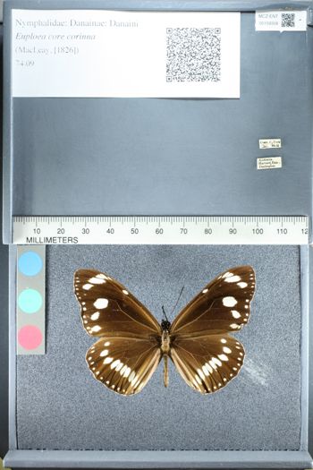 Media type: image;   Entomology 159308